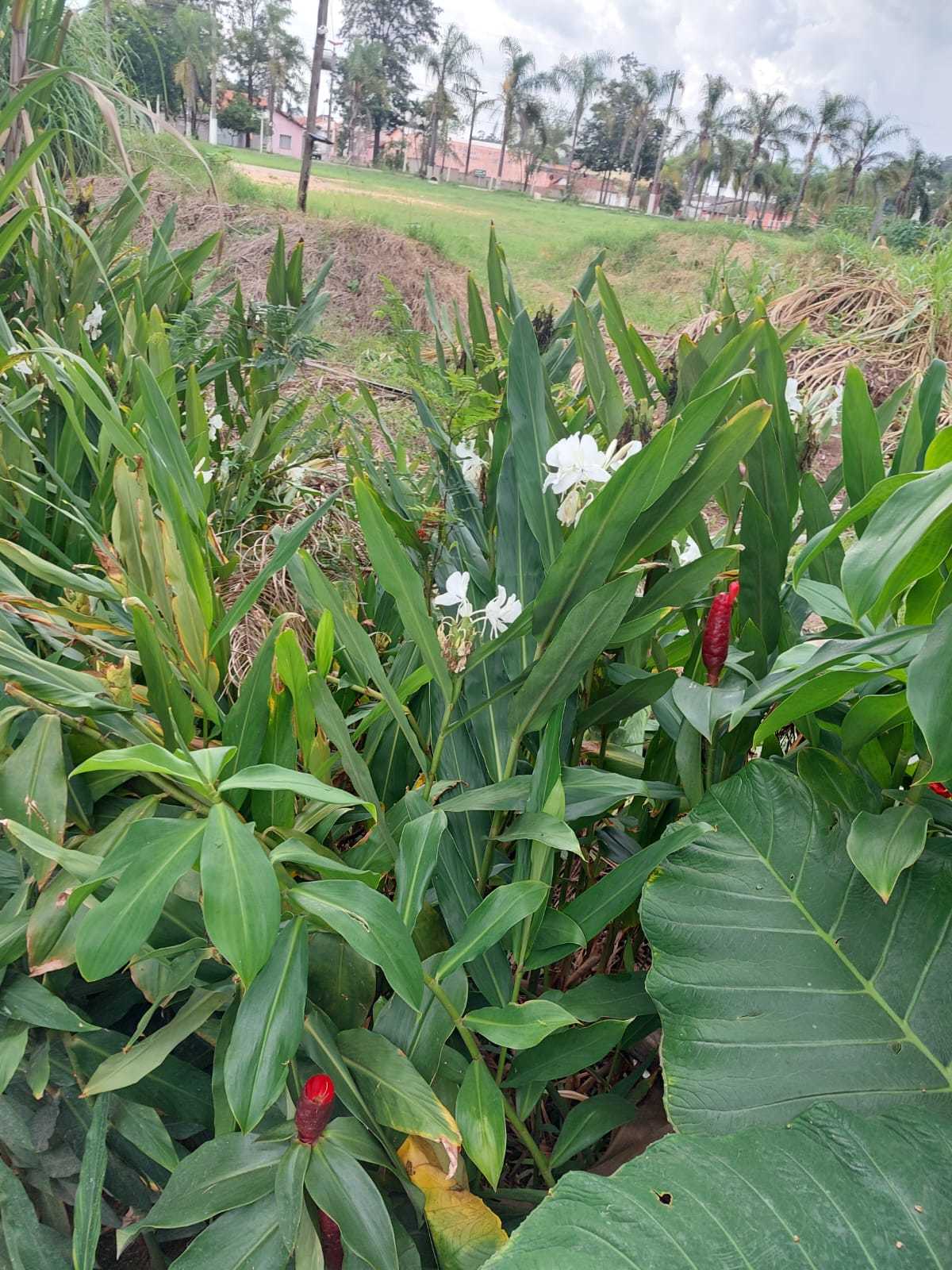 Hedychium coronarium