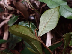 Ardisia chinensis