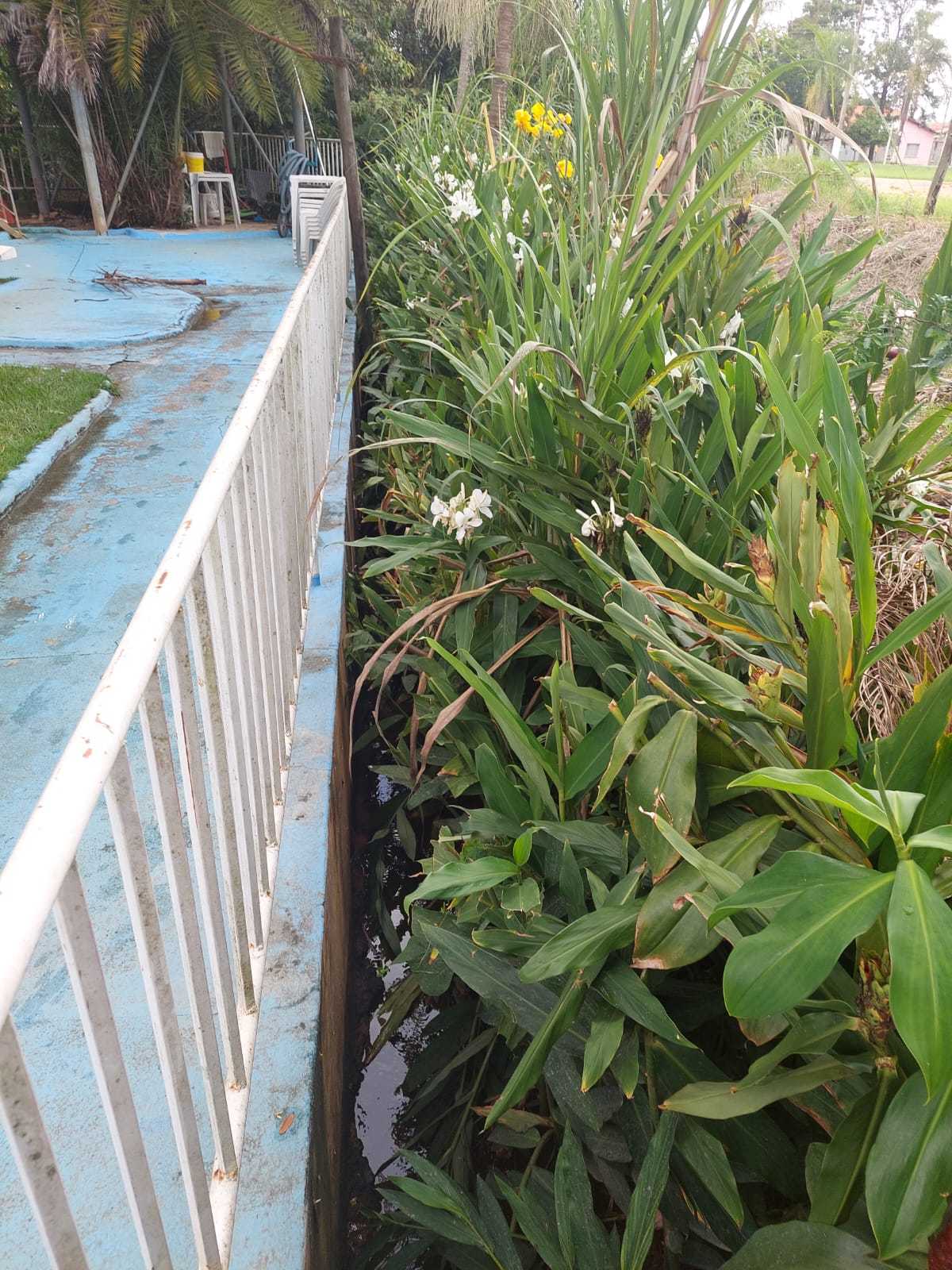 Hedychium coronarium