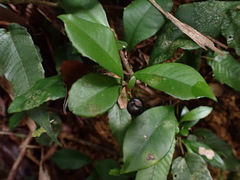 Ardisia chinensis