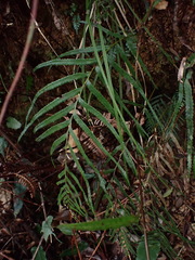 Tapeinidium pinnatum