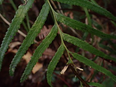 Tapeinidium pinnatum