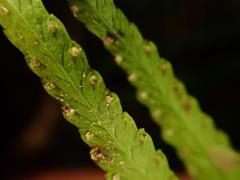 Tapeinidium pinnatum