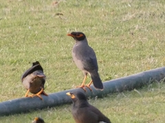 Acridotheres ginginianus