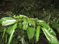 Monanthotaxis caffra