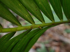 Calamus beccarii