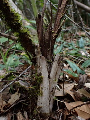 Calamus beccarii