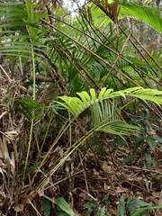 Calamus beccarii