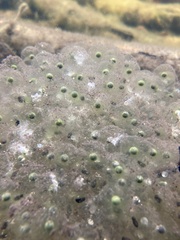 Oophila amblystomatis