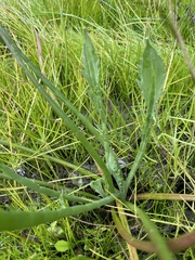 Eryngium aristulatum