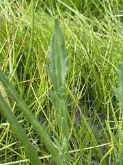 Eryngium aristulatum