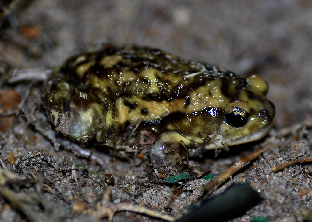 Marbled balloon frog from Crocodile bank on July 07, 2012 by Abhishek ...