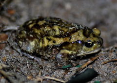 Uperodon systoma
