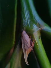 Enchenopa squamigera