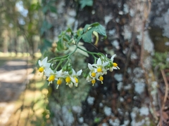 Solanum appendiculatum