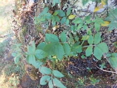 Solanum appendiculatum