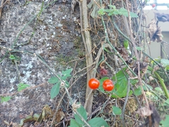Solanum appendiculatum
