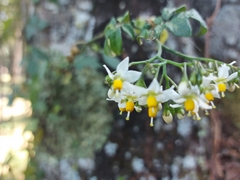 Solanum appendiculatum