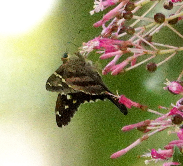 Urbanus prodicus