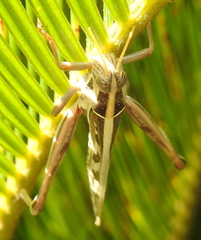 Cyrtacanthacris tatarica