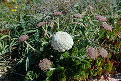 Daucus carota halophilus