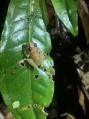 Pristimantis altamnis