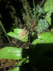 Pristimantis rubicundus