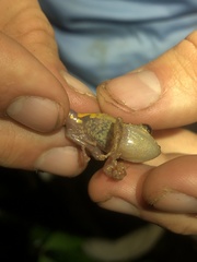 Pristimantis altamazonicus