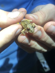 Pristimantis altamazonicus