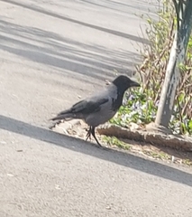 Corvus cornix