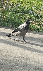 Corvus cornix