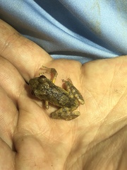 Pristimantis altamazonicus