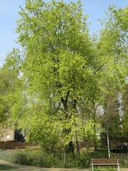 Ulmus minor