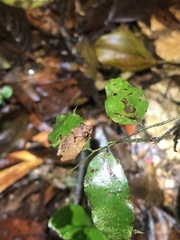 Pristimantis ujucami