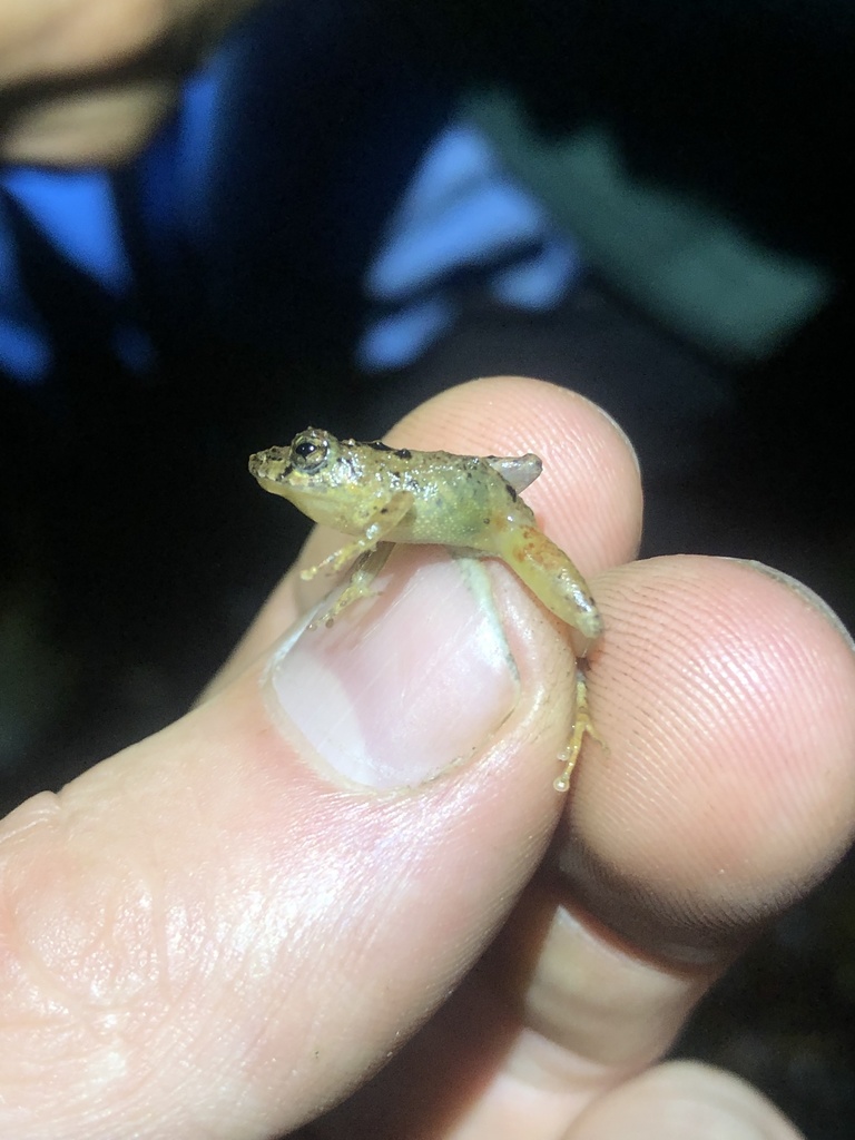 Ujukam's Rainfrog