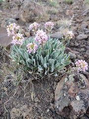 Phoenicaulis cheiranthoides