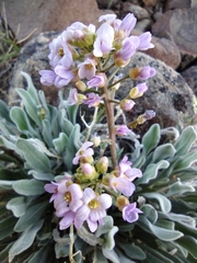 Phoenicaulis cheiranthoides
