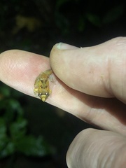 Pristimantis altamnis