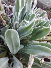 Phoenicaulis cheiranthoides