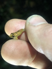 Pristimantis altamnis