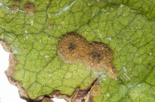 Cephaleuros virescens