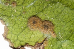 Cephaleuros virescens