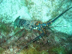 Panulirus inflatus