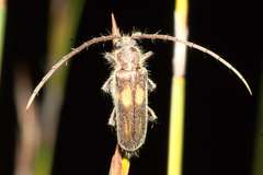 Crinarnoldius maculatus