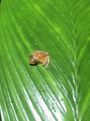 Pristimantis incomptus