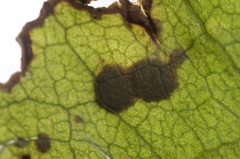 Cephaleuros virescens