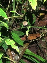 Pristimantis rubicundus