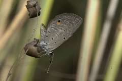 Eicochrysops messapus