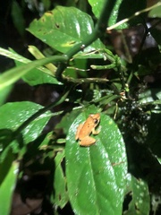 Pristimantis altamnis