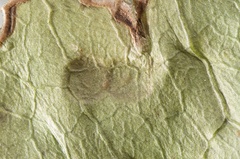 Cephaleuros virescens
